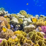 world wide corals