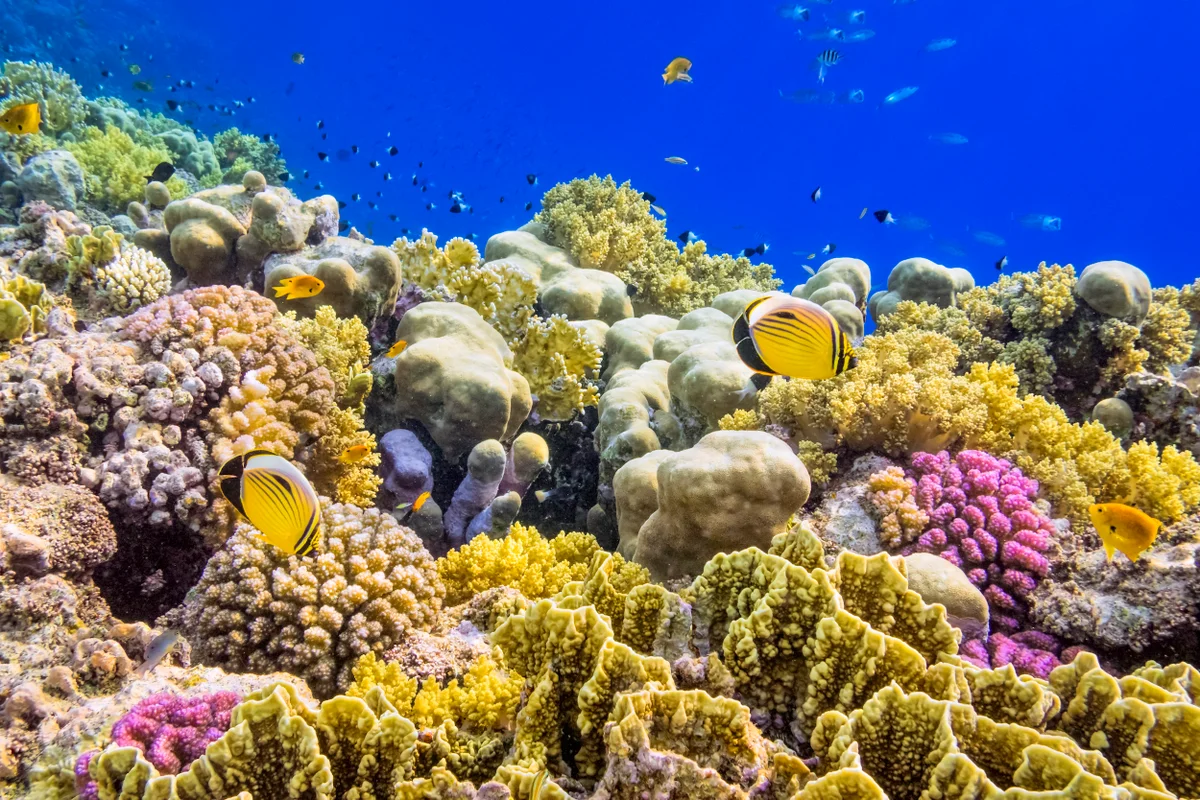 World Wide Corals: Unveiling the Wonders of Underwater Beauty