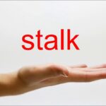 stalk