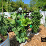 green stalk