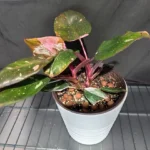 philodendron pink princess