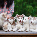 Puppy Prices