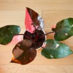 pink princess philodendron