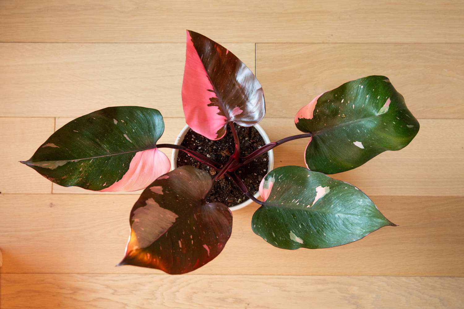 pink princess philodendron