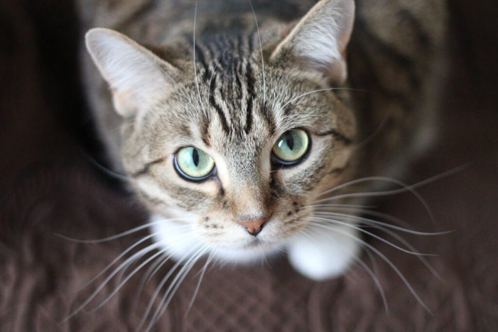 Grown Cat