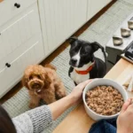 The Farmer's Dog: Revolutionizing Pet Nutrition