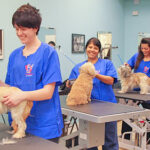 Dog Grooming