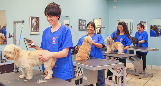 Dog Grooming