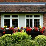 How to Make Sure You Get the Best Type of Seeds For Your Home Gardens
