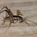 Cave Crickets: Everything You Need to Know About These Mysterious Insects