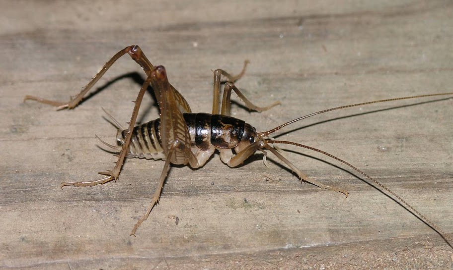 Cave Crickets: Everything You Need to Know About These Mysterious Insects