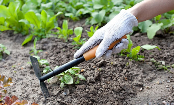 Garden Hoe: A Complete Guide to Choosing and Using the Right Tool